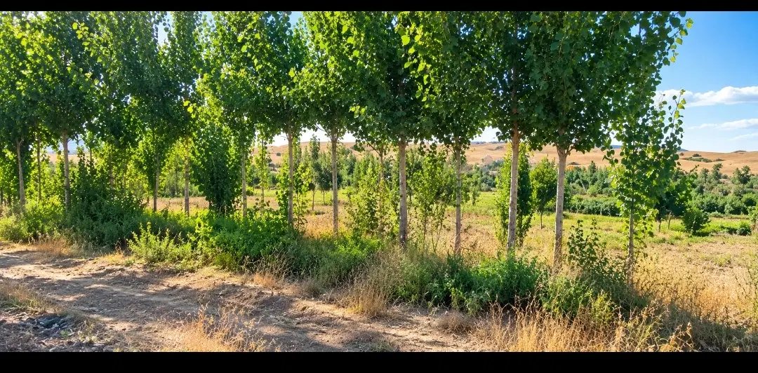 باغ و زمین با چشمه اختصاصی