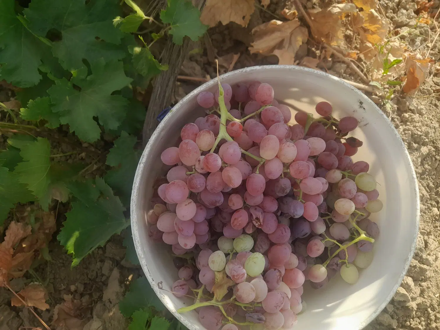 فروش باغ