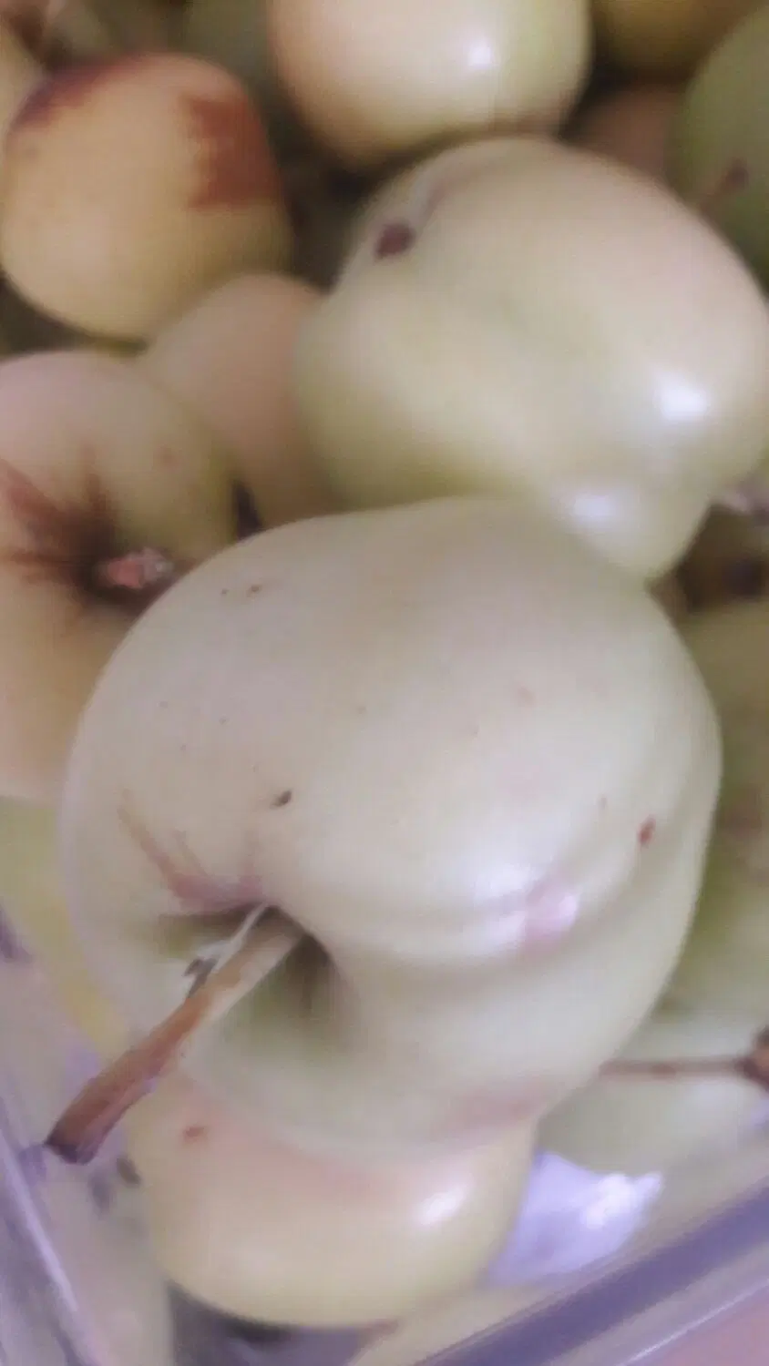 اجاره سردرختی باغ سیب (سه راه زرامین علیا-کیان)