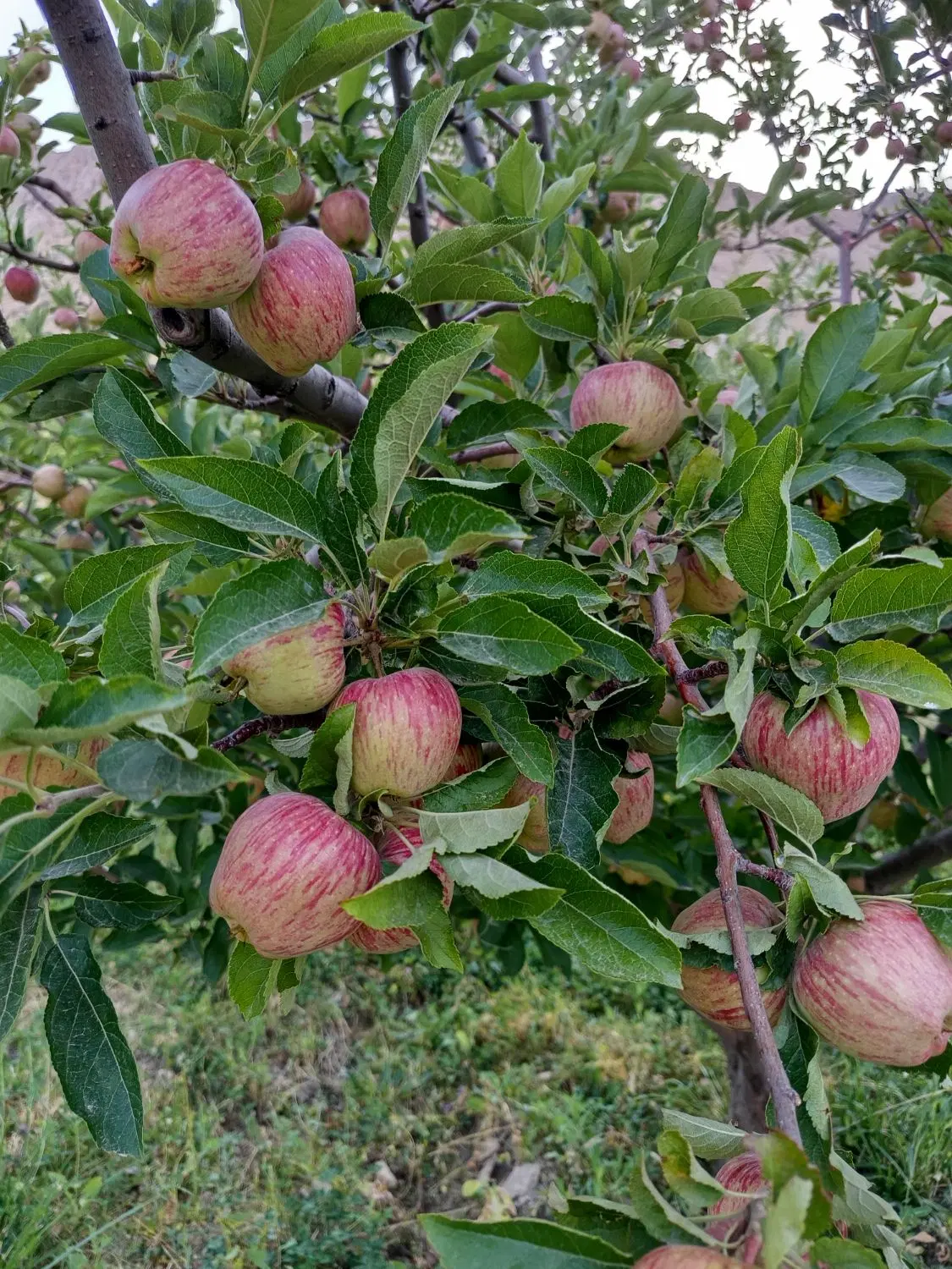باغچه ۳۶۰م جاده اصلی معاوضه تارا دنا شاهین