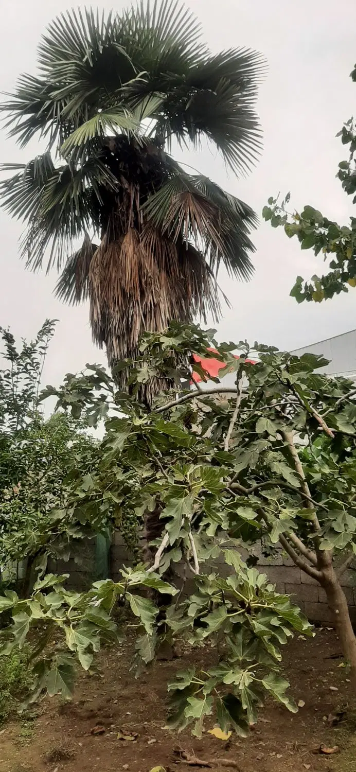زمین مسکونی دارای پروانه ساخت