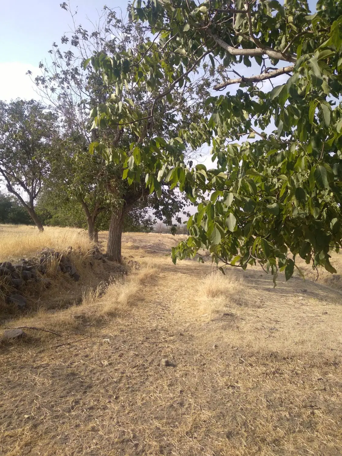 زمین ۱۰۰۰مترو۶عددگردو
