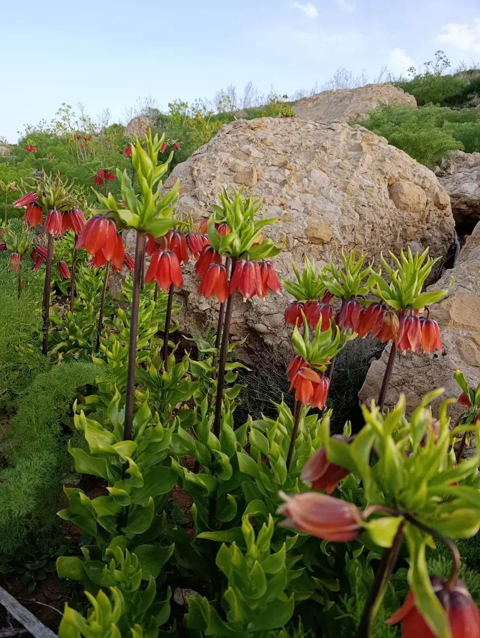 زمین دره لوک بغل چمن مصنوعی