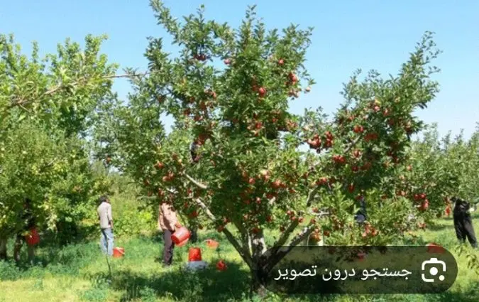 باغ کشاورزی باغ40هکتاری