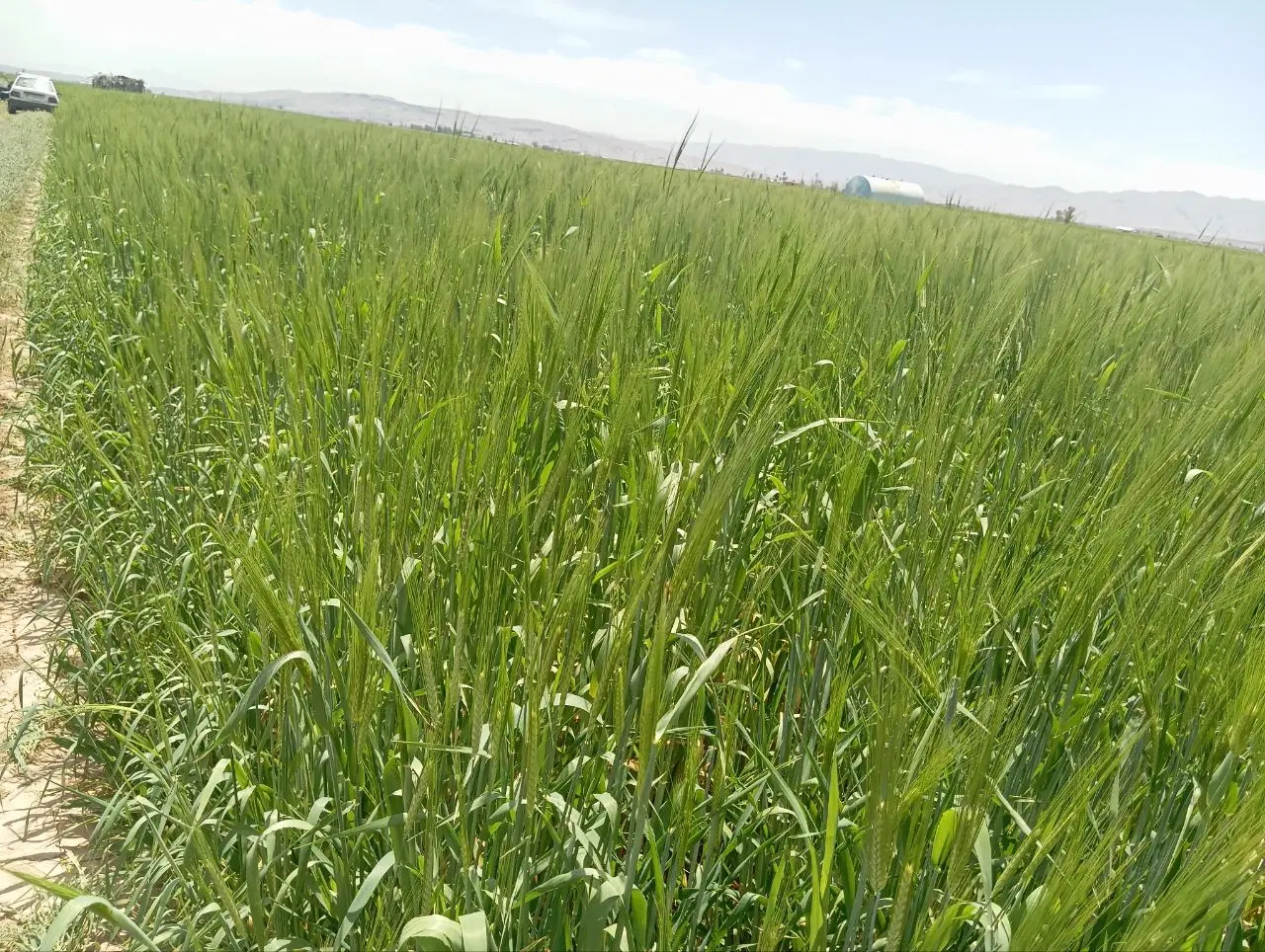 فروش زمین کشاورزی