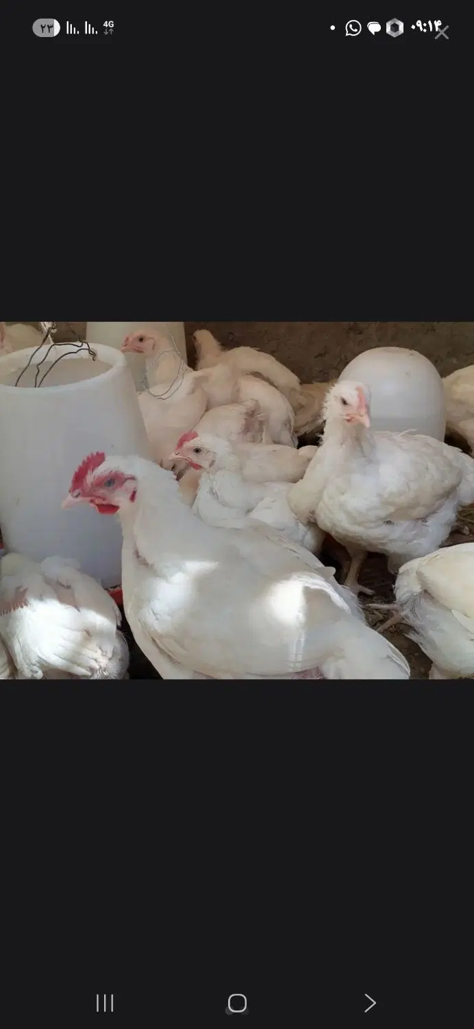 شراکت برای مرغداری گوشتی سنتی
