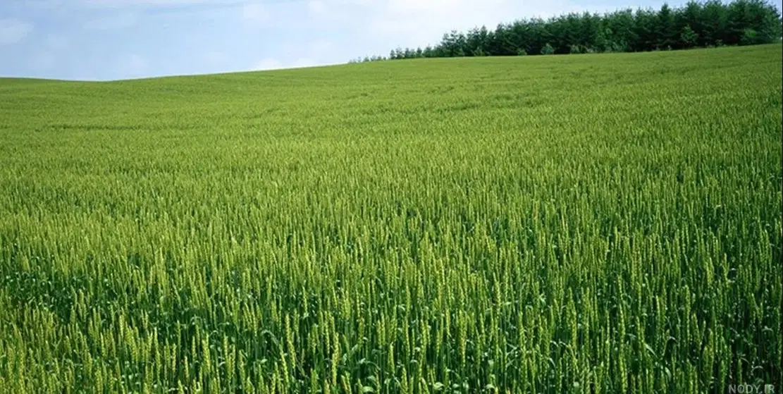زمین دوکله روستای پسته بیگ نزدیک شهرمعاوضه باماشین