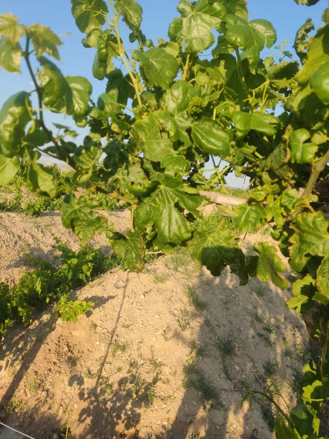فروش باغ انگور به متراژ ۱۷۰۰۰متر مربع