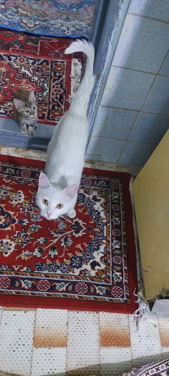 ملک و املاک