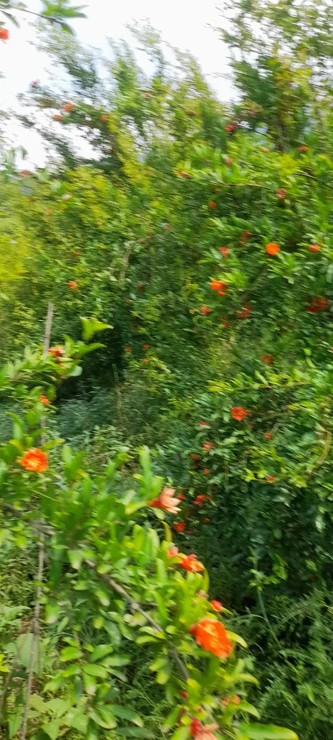 باغ انار جنگل پایه،روستای بنفش تپه