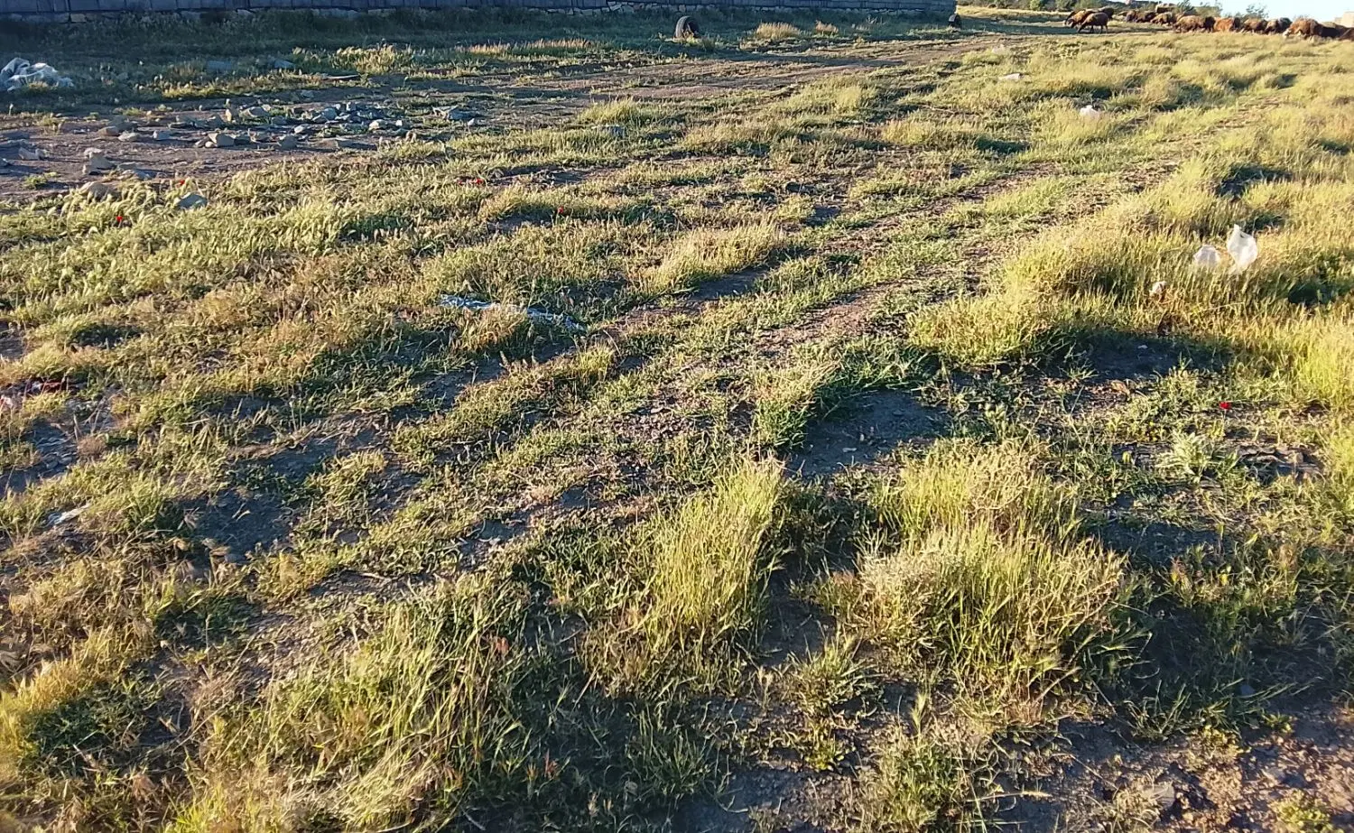 زمین  ۱۰۰۰متری واقع در روستای چشین