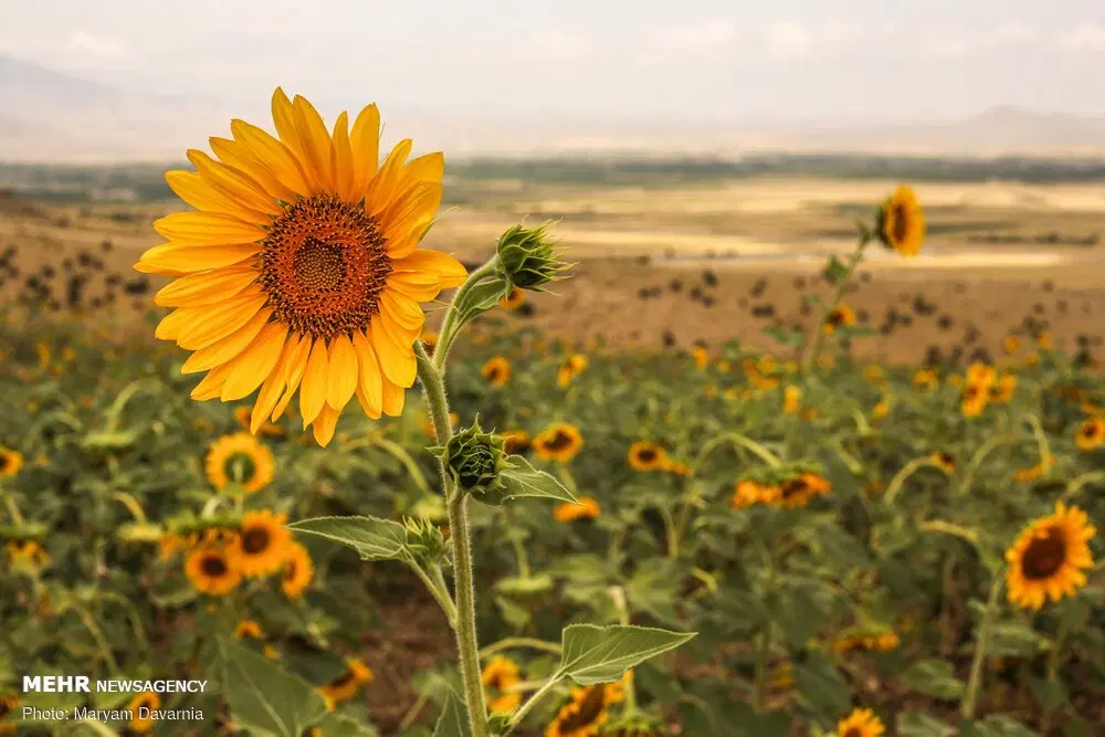 زمین کشاورزی با نیم ساعت آب