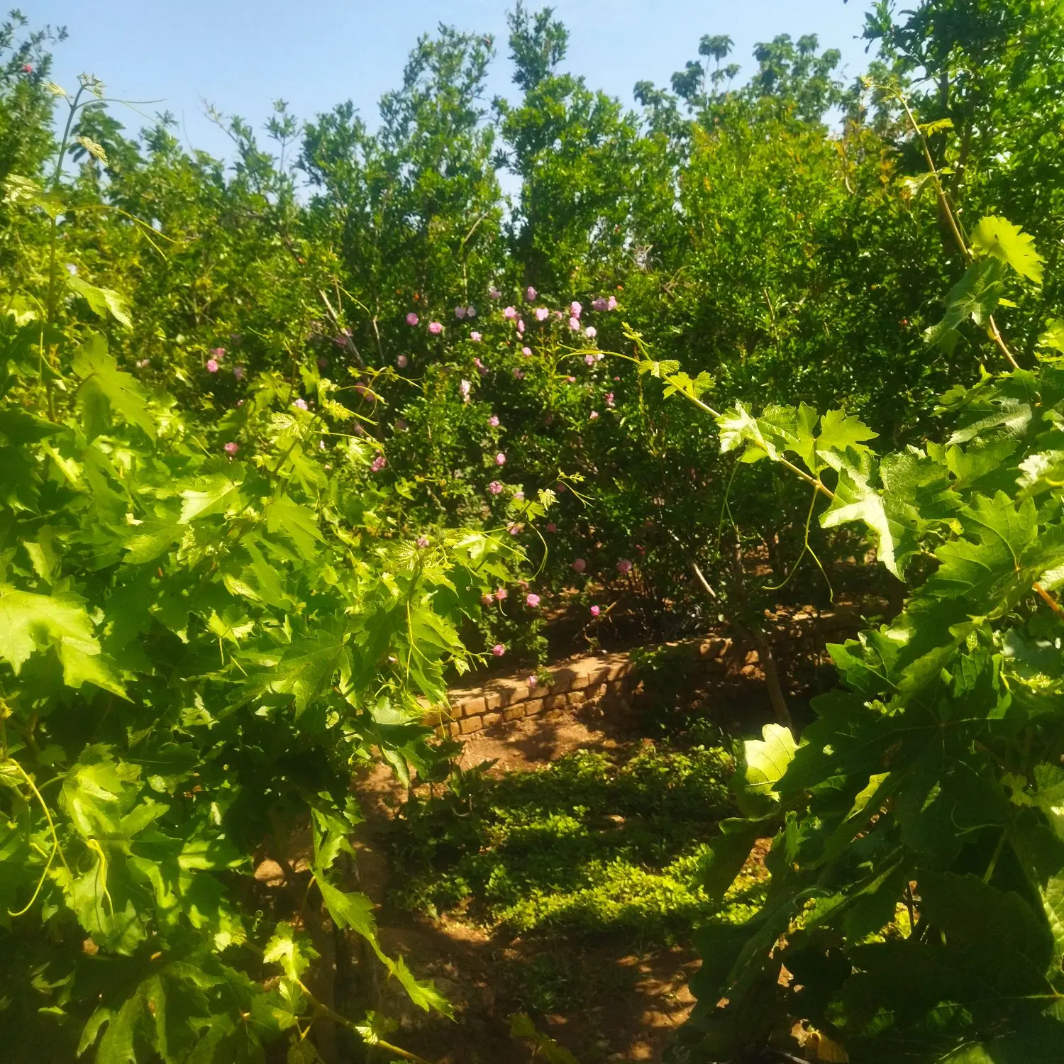 باغ خسروجرد