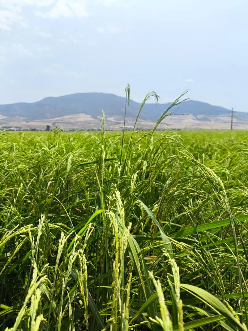 اجاره زمین کشاورزی شهریار