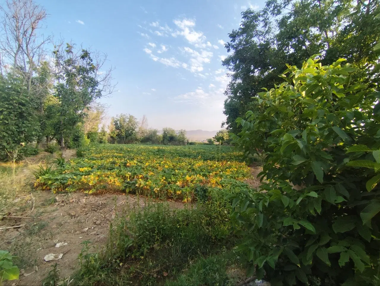 ۲۰۰۰ متر سند قطعی آبسرد