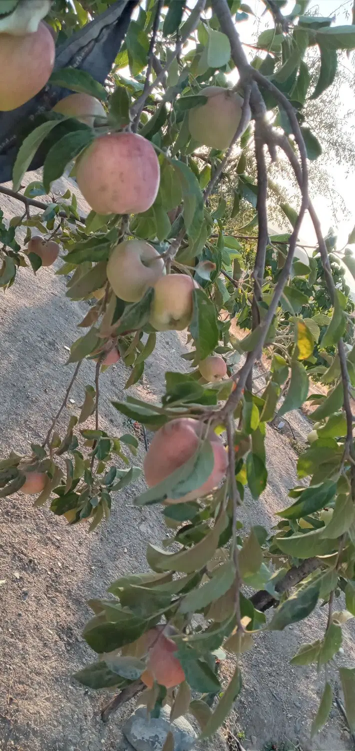 باغی پربار و سرمایه گذاری سودمند