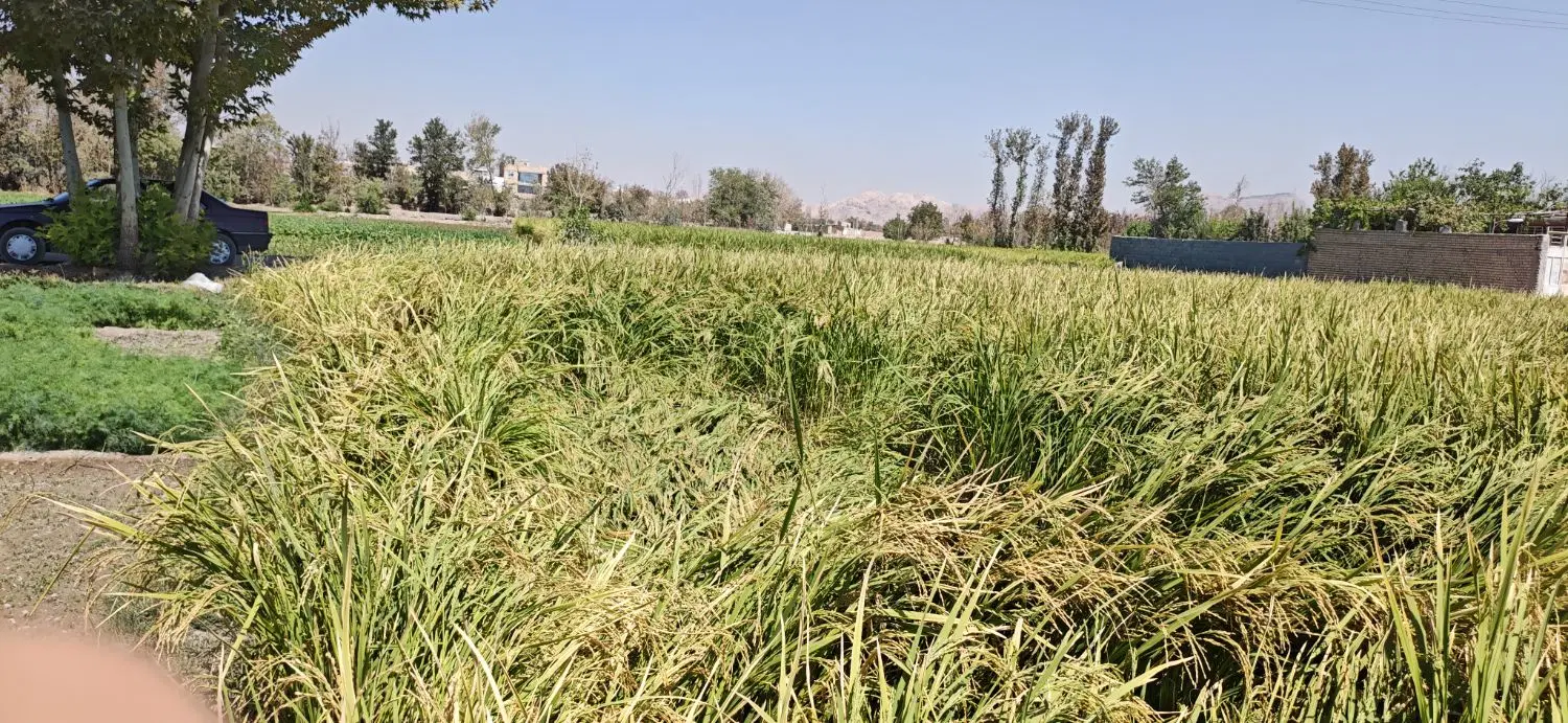 زمین کشاورزی مناسب باغ درچه