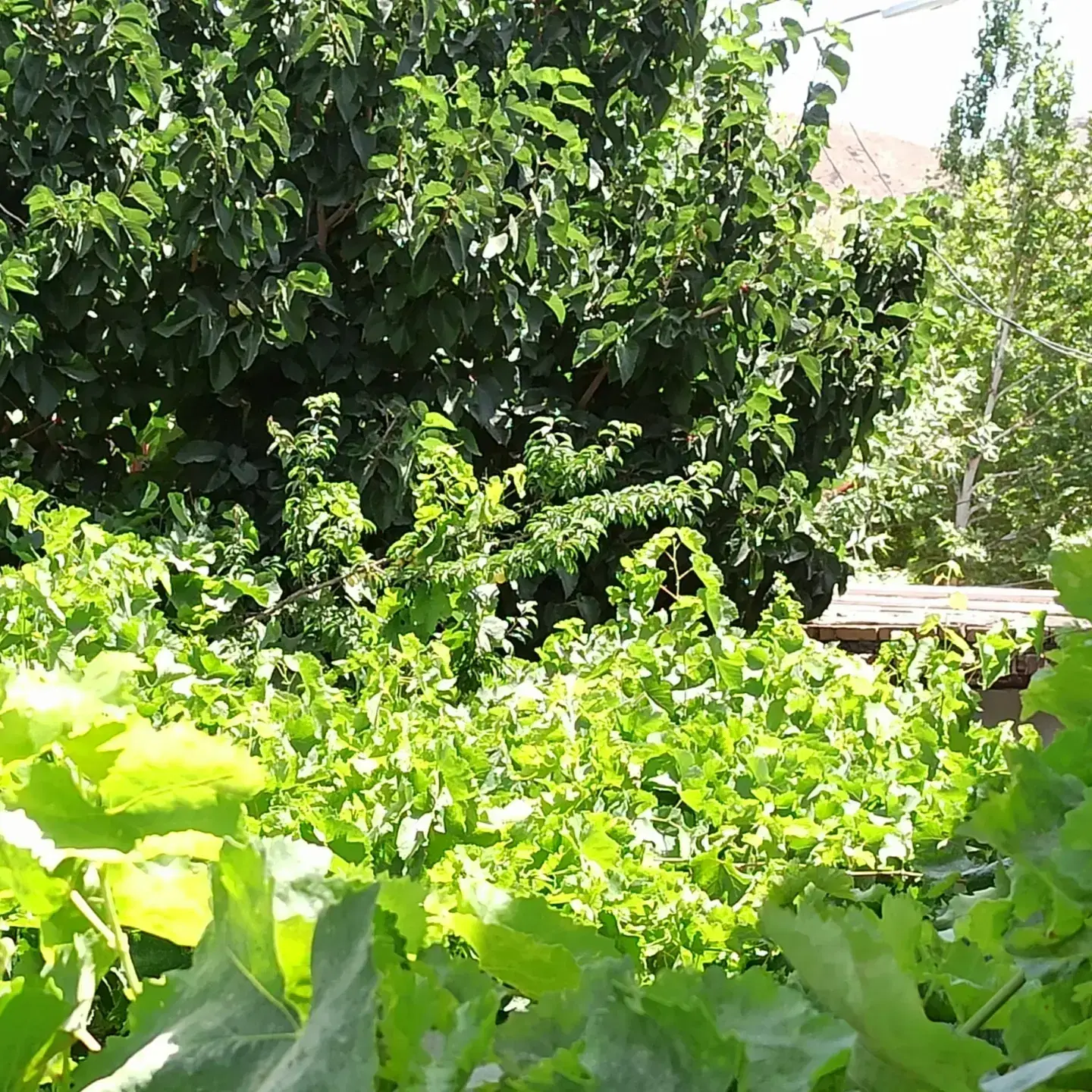 باغ منزل ویلایی 150رهن با5