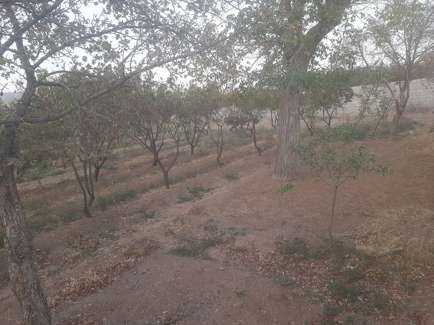 ۳۰۰ متر باغ نزدیکه مسکونی ها