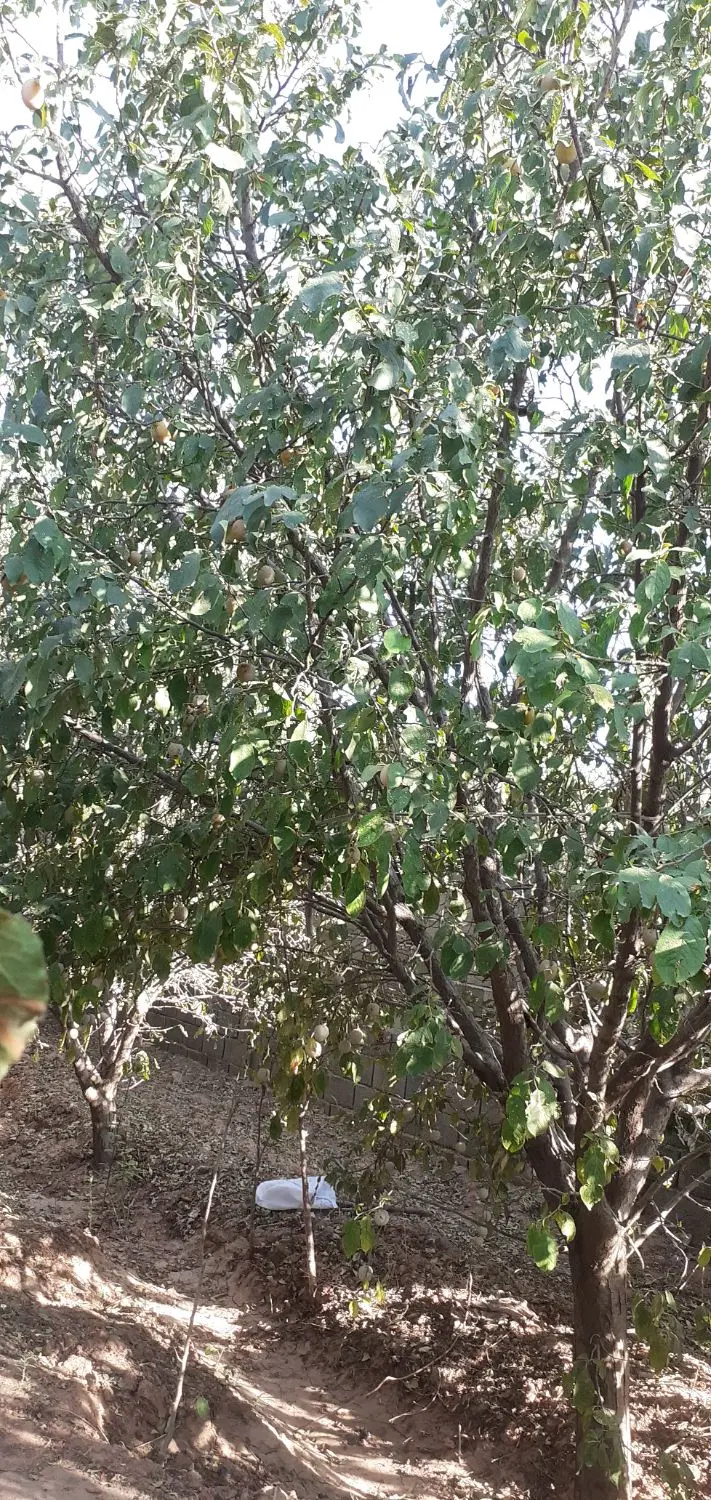 باغ دشت