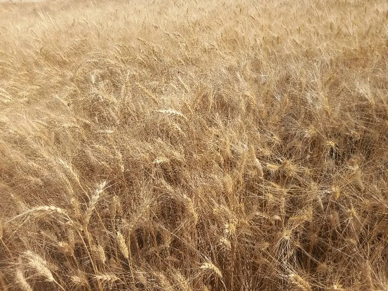 زمین کشاورزی سنم