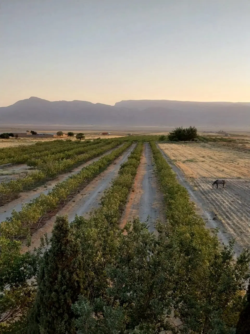 باغ پسته و زمین کشاورزی
