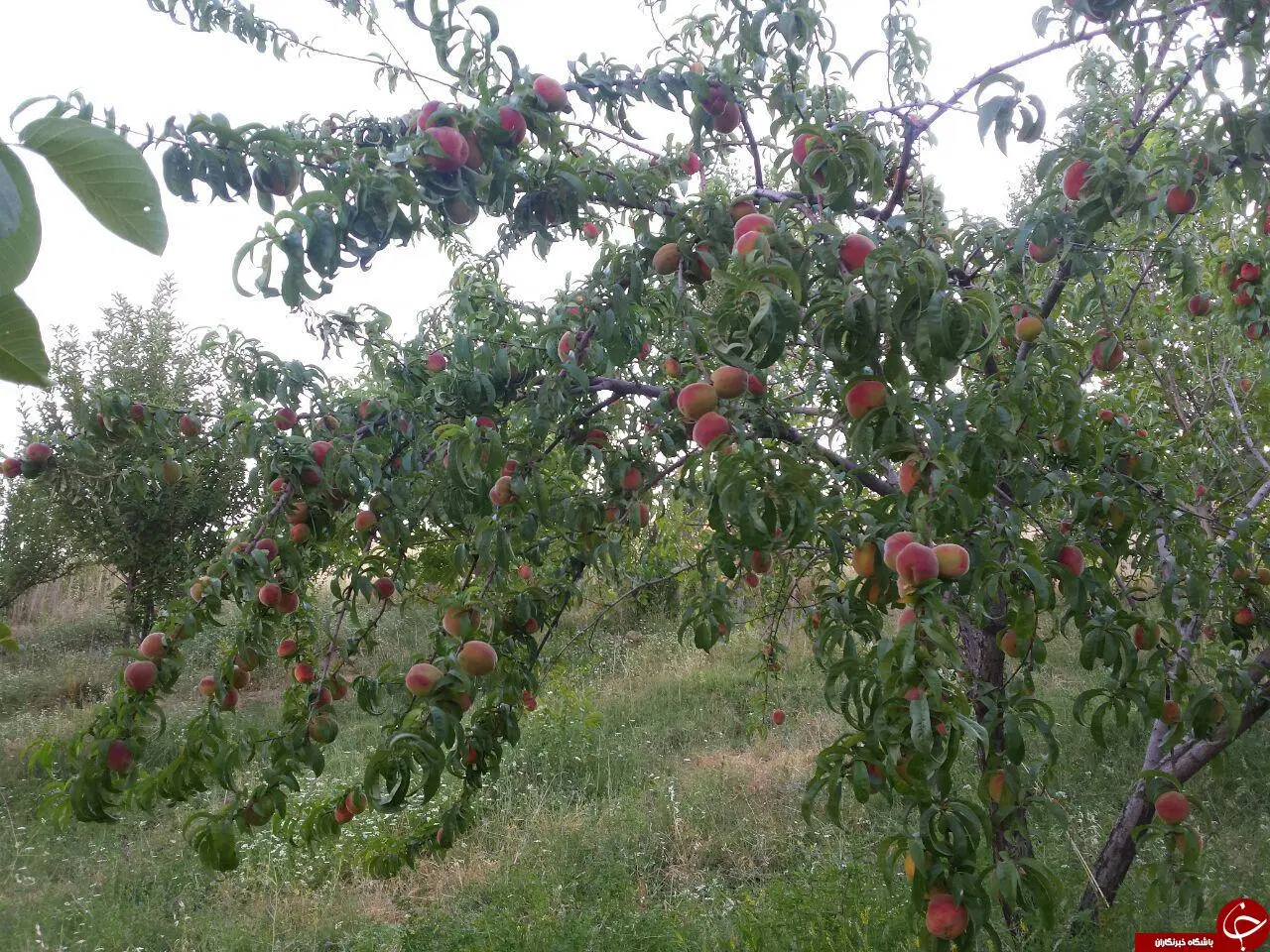 فروش باغ 1500 متری ثمرده روستای ژان