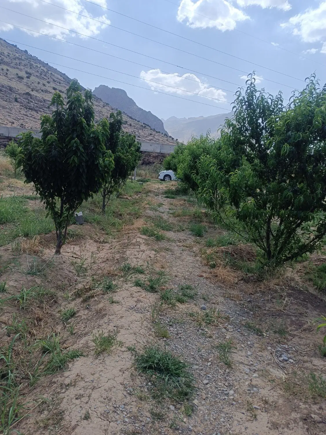 یک قطعه باغ مثمر در روستای گردشگری نجوبران