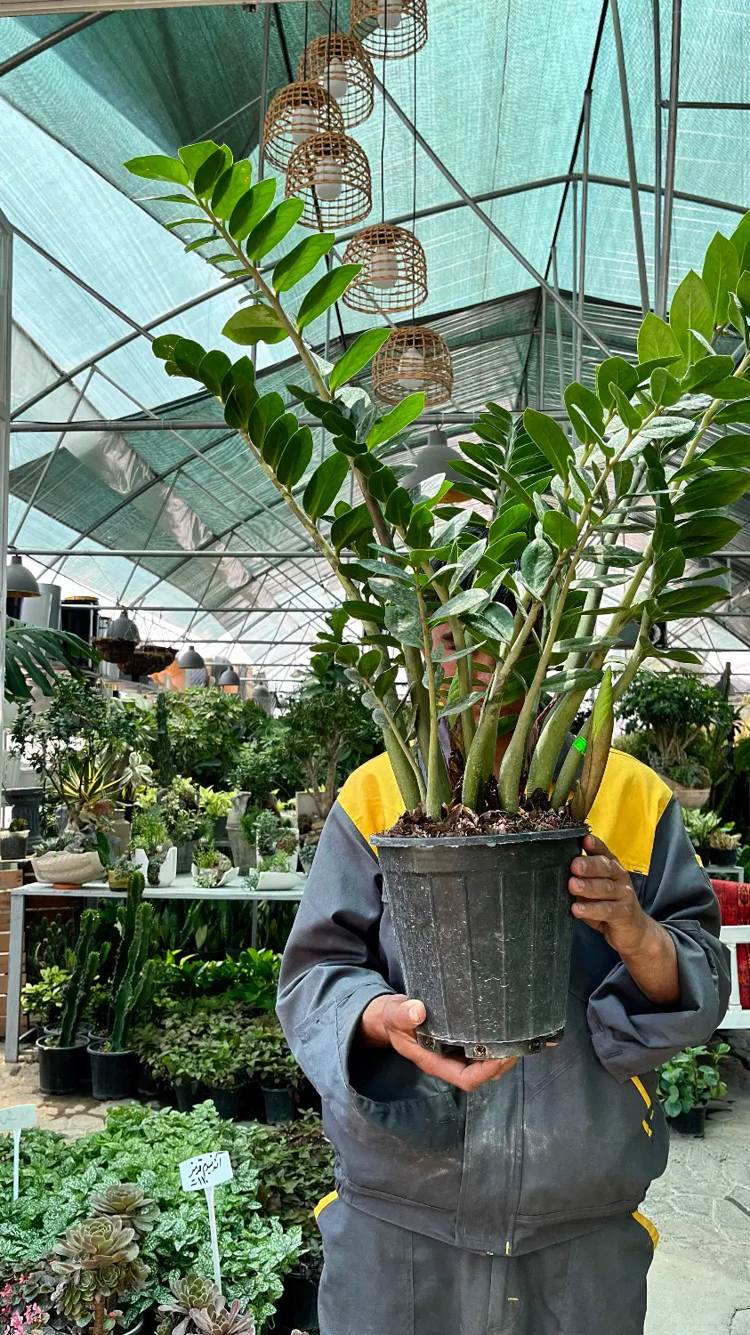 باغبانی  روف گاردن تراس گاردن طراحی فضای سبز