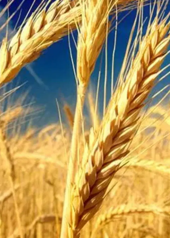 فروش زمین کشاورزی جاده بیجار