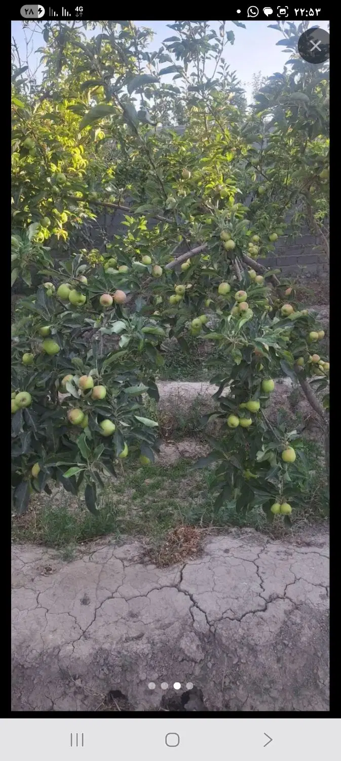 باغچه ۲۵۰متری