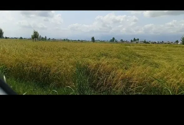 فروش زمین کشاورزی