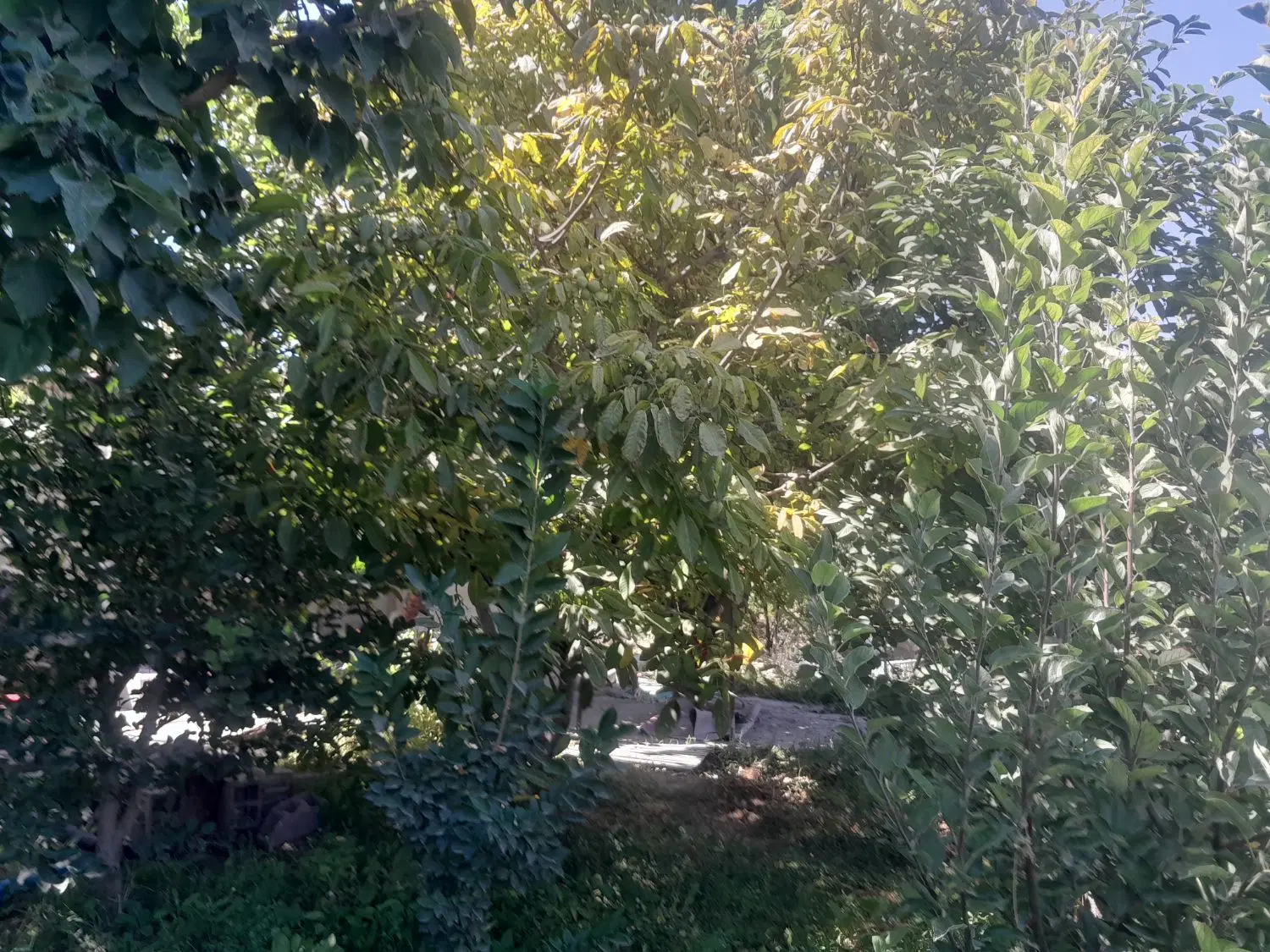 باغچه الوان ۱۰۰۰مترباامکانات آب چاه آب شهری