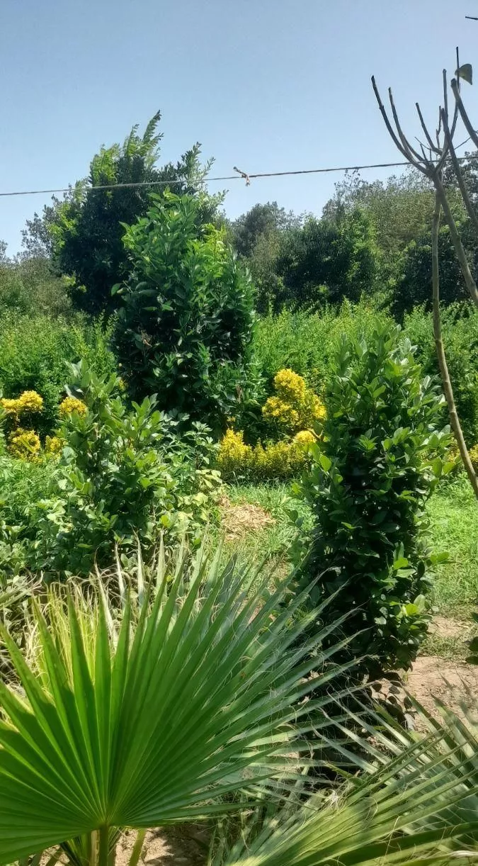 قطعه زمین باغی خوش نقشه دو بر