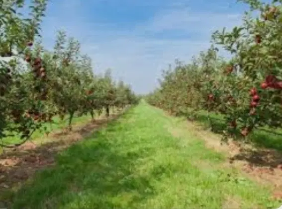 هفت عدد گردو در زمینی به مساحت ۵۰۰ متر