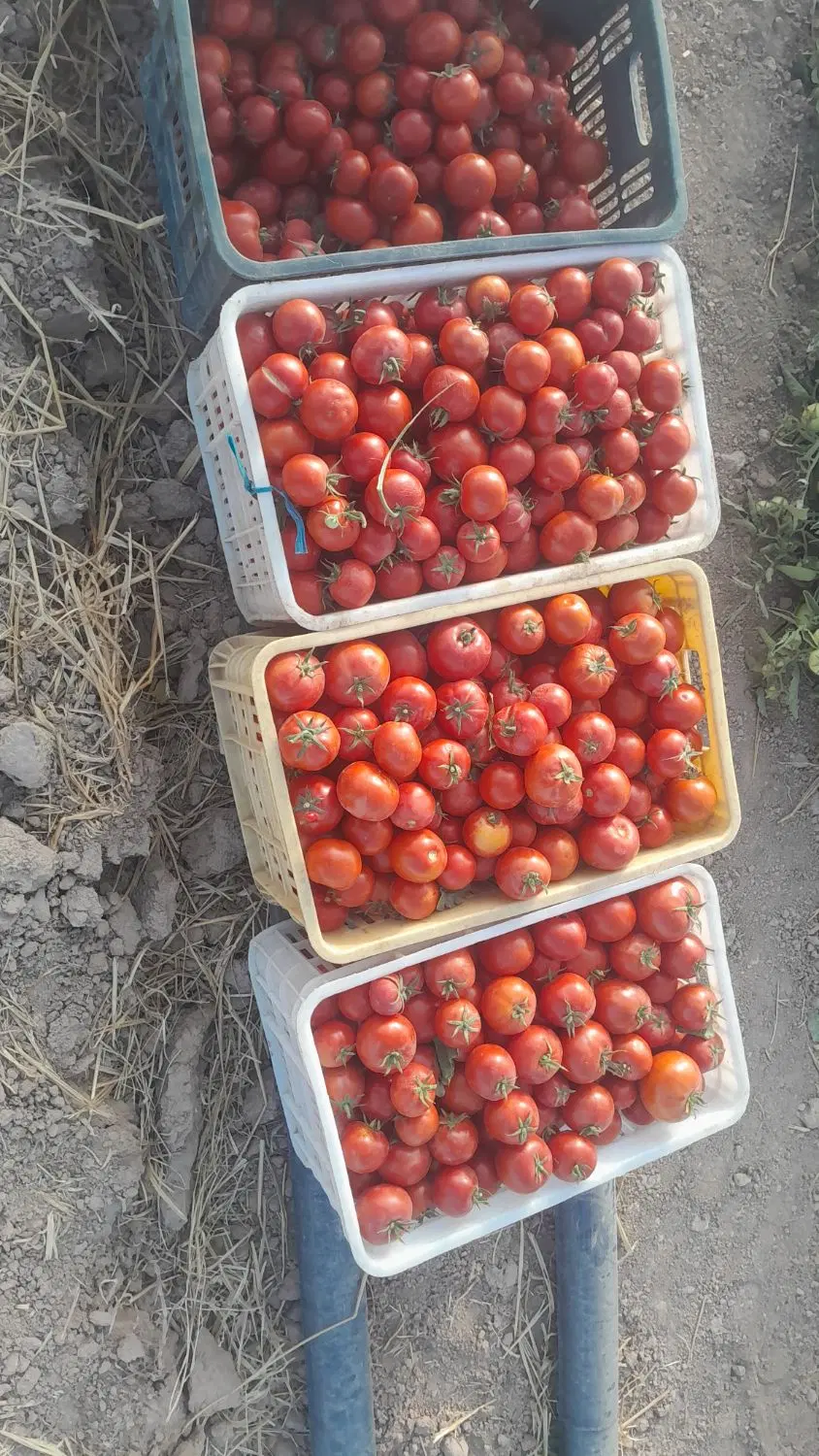 نیاز مند زمین ابی