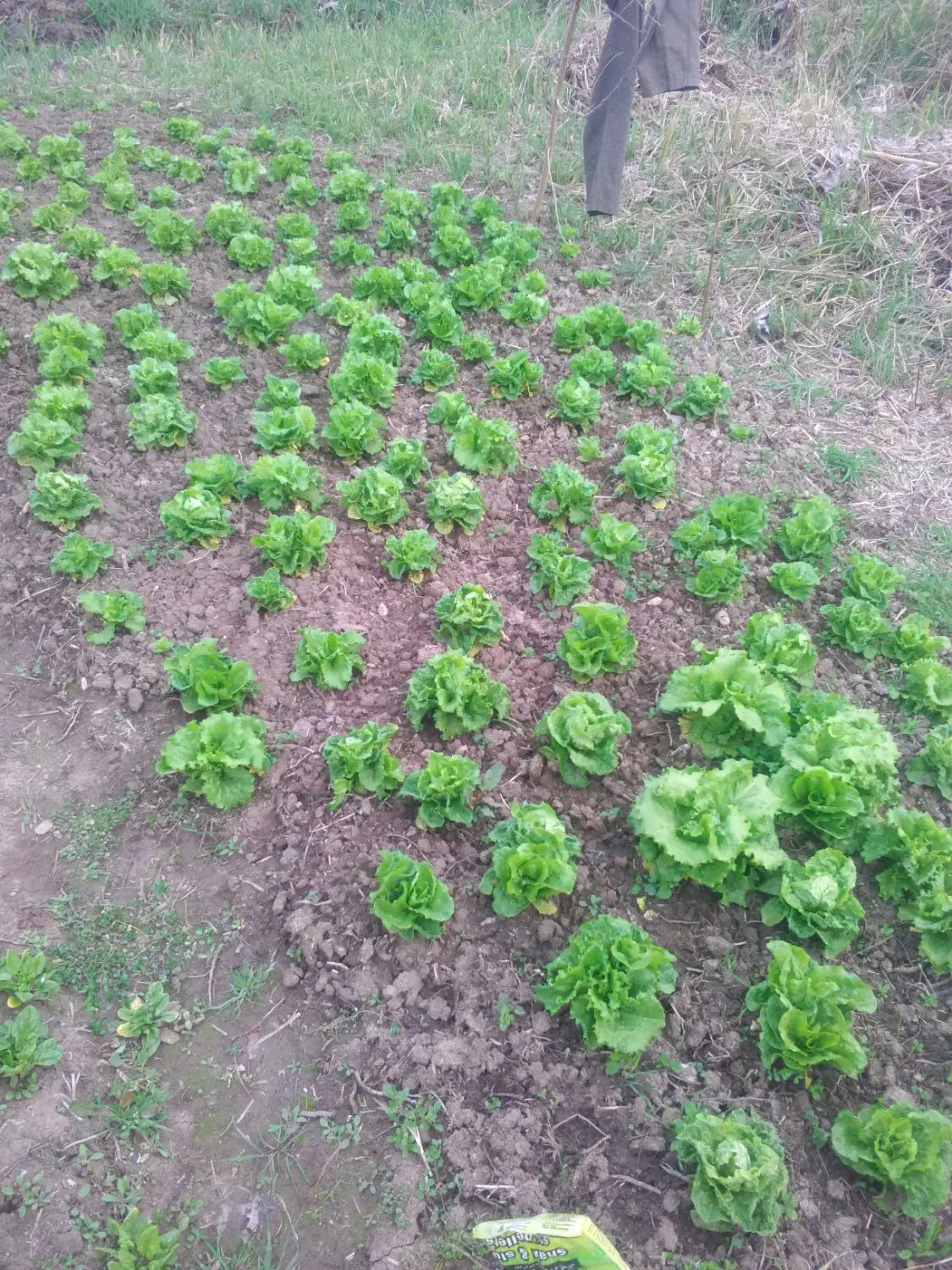 یه زمین در روستای  حاج ابراهیم ده