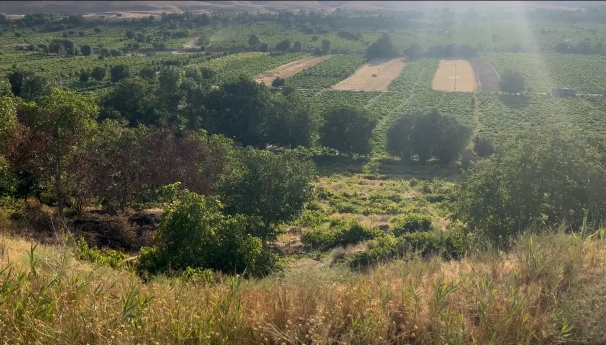 باغ فروشی