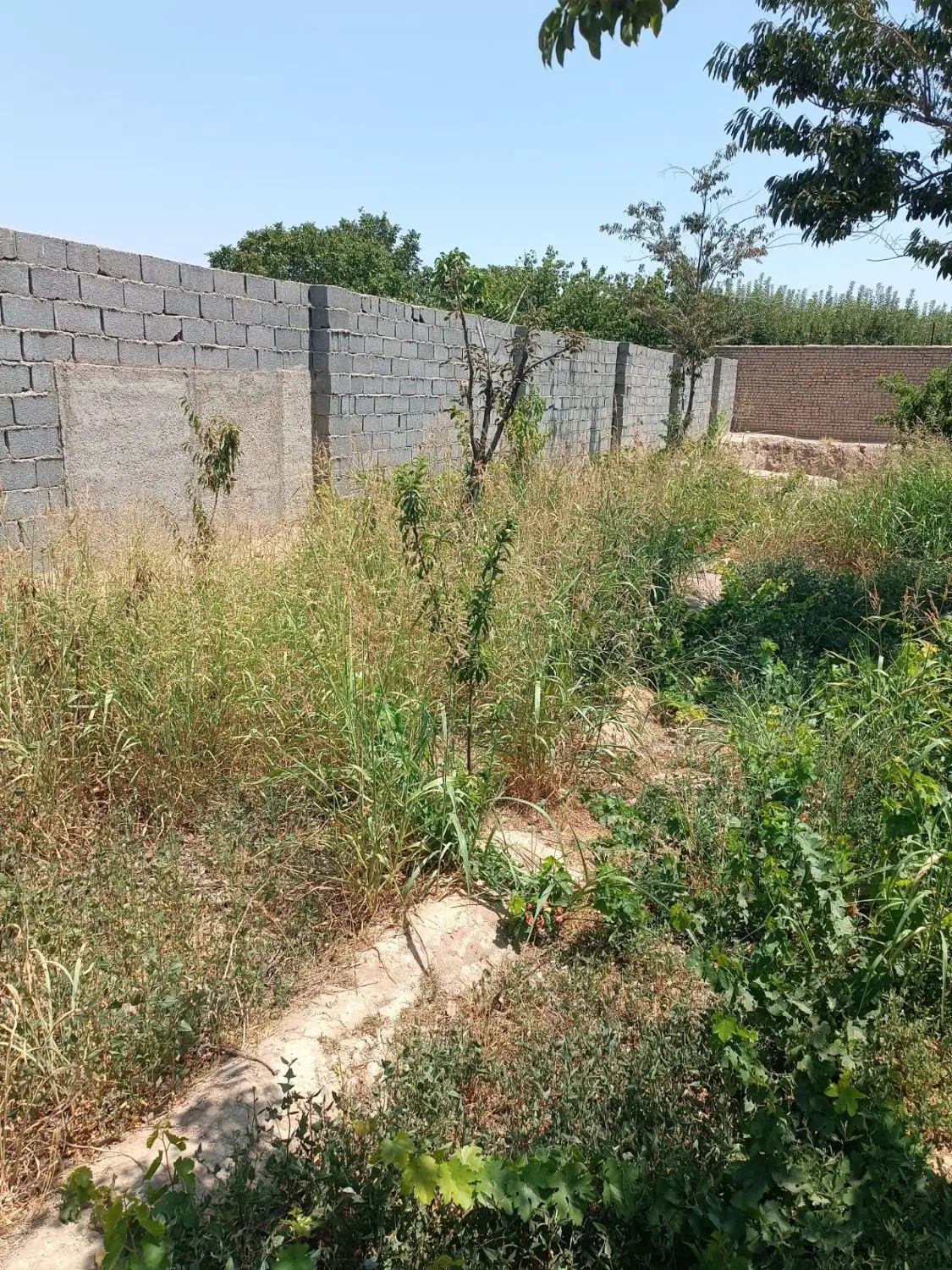 اجاره باغ ۴۶۰متری برای ضایعات یادامپروری