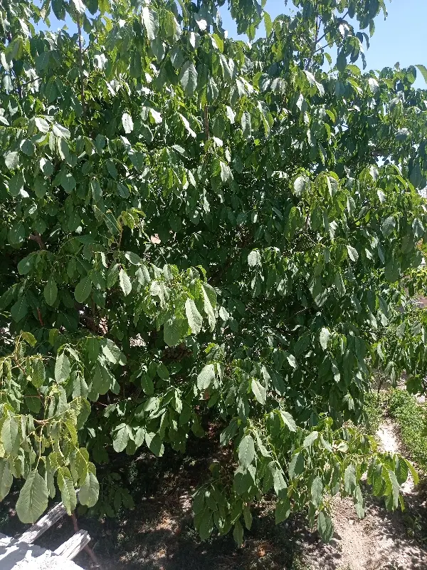 باغ گردو