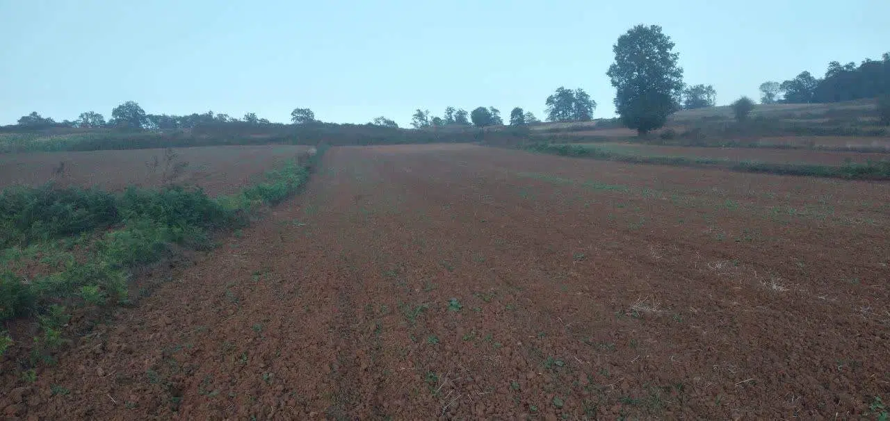 زمین کشاورزی نکا-روستای کوهسارکنده