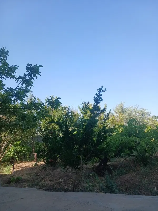 باغ با درختان ۳ ساله