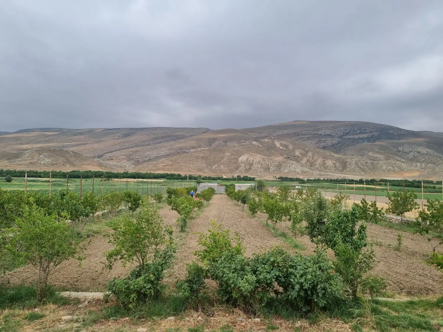 باغ _ فروشی _ آبی _ سند دار _ بارده