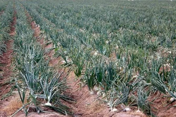 اجاره زمین کشاورزی