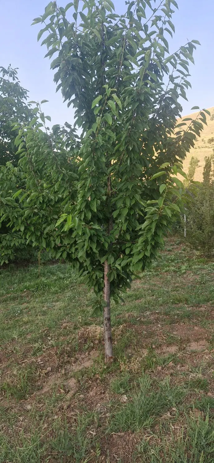 باغ با سهمیه آب سند تک برگ