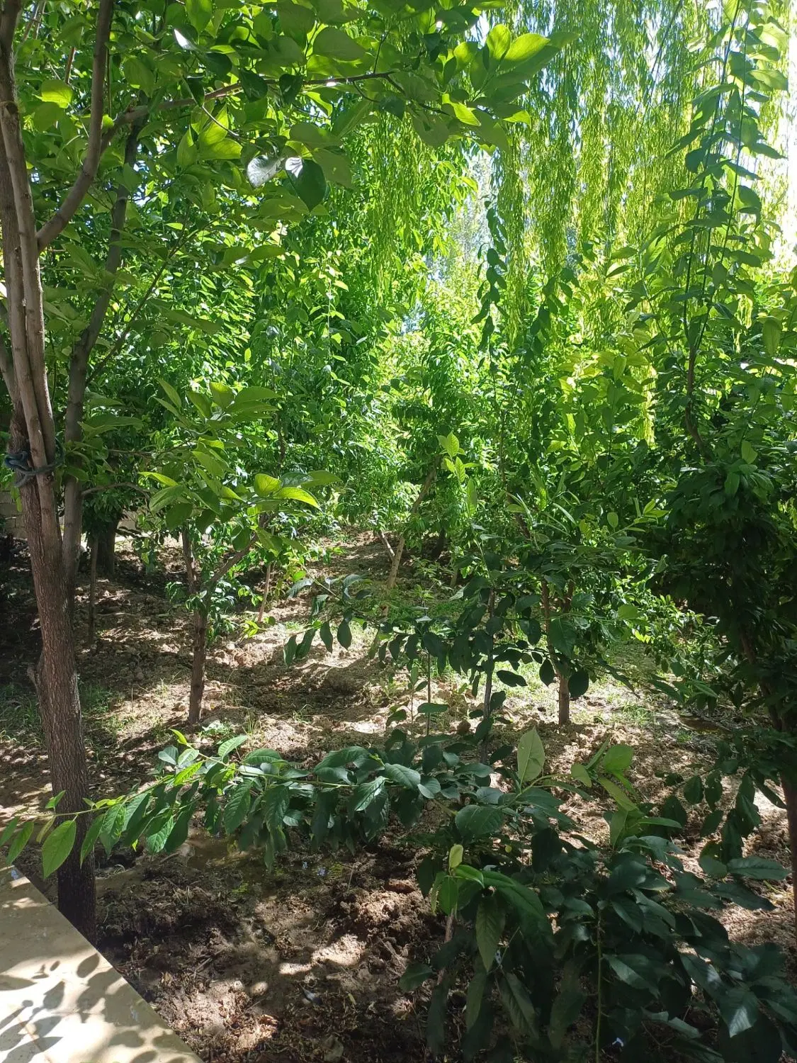 فروش مرغداری گوشتی سندار در ابیک