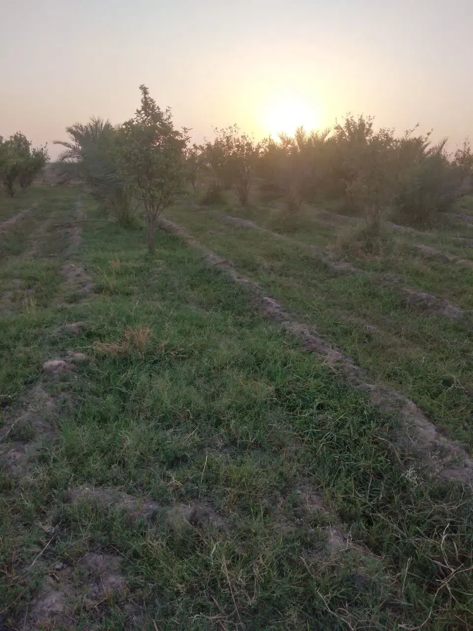 باغچه 1000متری سند ثبتی