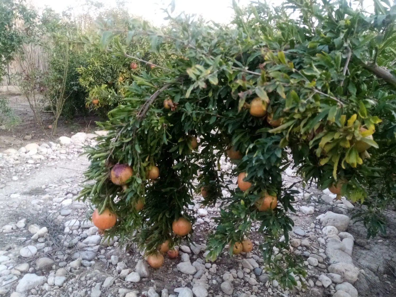 باغ 1300 متر