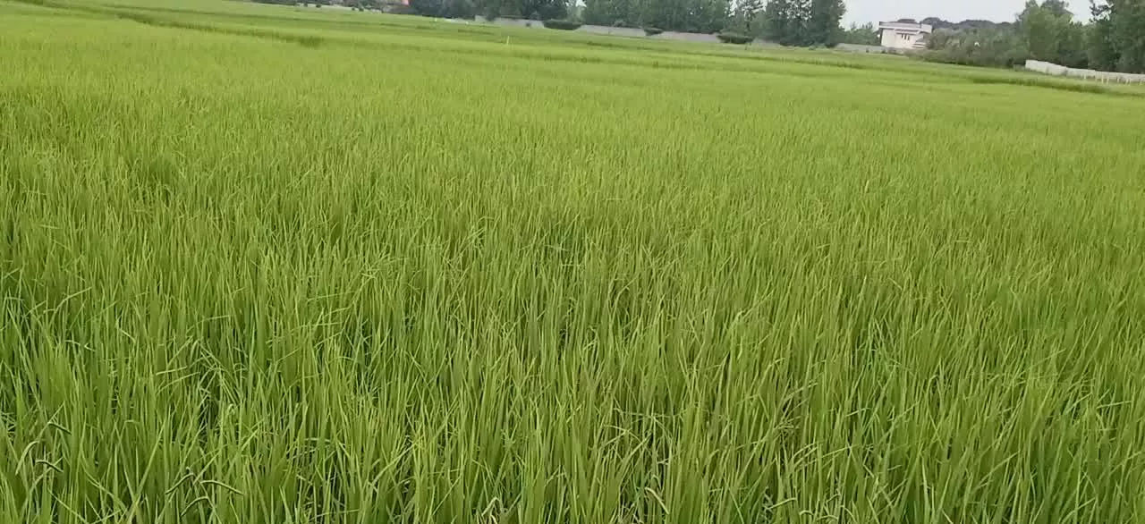 فروش زمین زراعی ۳۲۱۴ متر