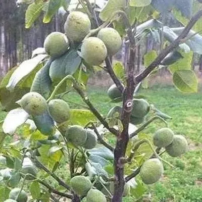 فروش زمین سرحدی دیلگون